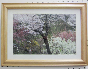 井上城址さくらの会の方が撮影した、桜の写真。額装され飾られている。