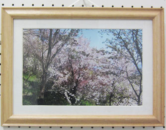 井上城址さくらの会の方が撮影した、桜の写真。額装され飾られている。