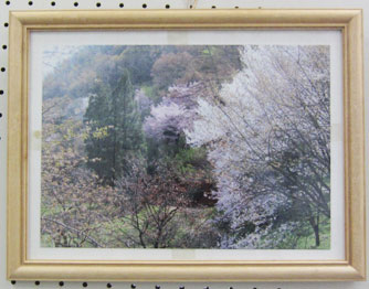 井上城址さくらの会の方が撮影した、桜の写真。額装され飾られている。