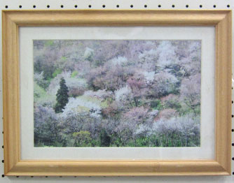 井上城址さくらの会の方が撮影した、桜の写真。額装され飾られている。