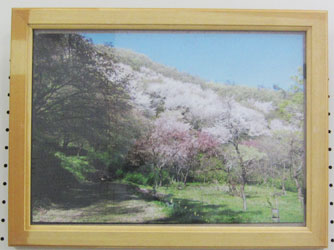 井上城址さくらの会の方が撮影した、桜の写真。額装され飾られている。