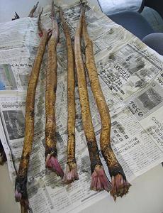 村山早生ごぼうが5本、新聞紙の上に置かれている写真