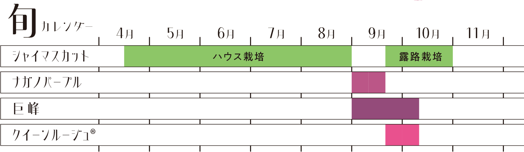 ぶどうの旬カレンダー。写真マスカットはハウス栽培が4月中旬から8月末まで、そのあと露地ものが9月中旬から10月末まで。ナガノパープルは9月上旬から中旬ころまで。キョホウは9月上旬から10月中旬ころまで。クイーンルージュは9月中旬から10月中旬頃まで。