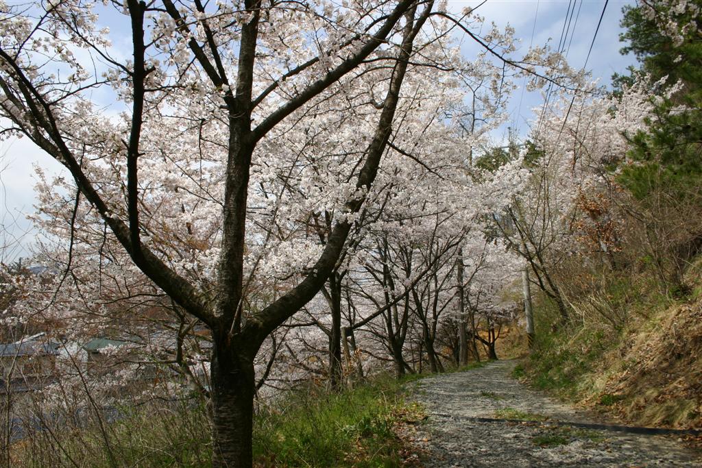 右側に奥へと続く山道があり、それに沿うように左側に薄ピンク色の花びらを沢山咲かせた桜の木が並んでいる写真