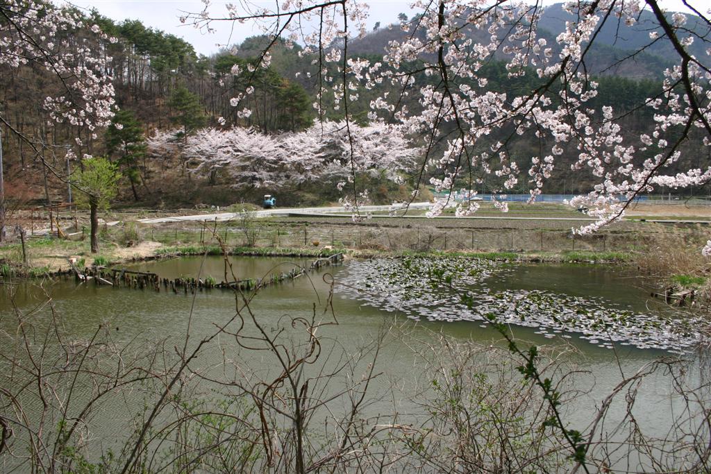 手前に枝を伸ばし淡く薄ピンク色の桜が咲き、その下に広がる湖沼と、奥に山脈や木々が生い茂っている中で綺麗に咲く数本の桜の木がある写真
