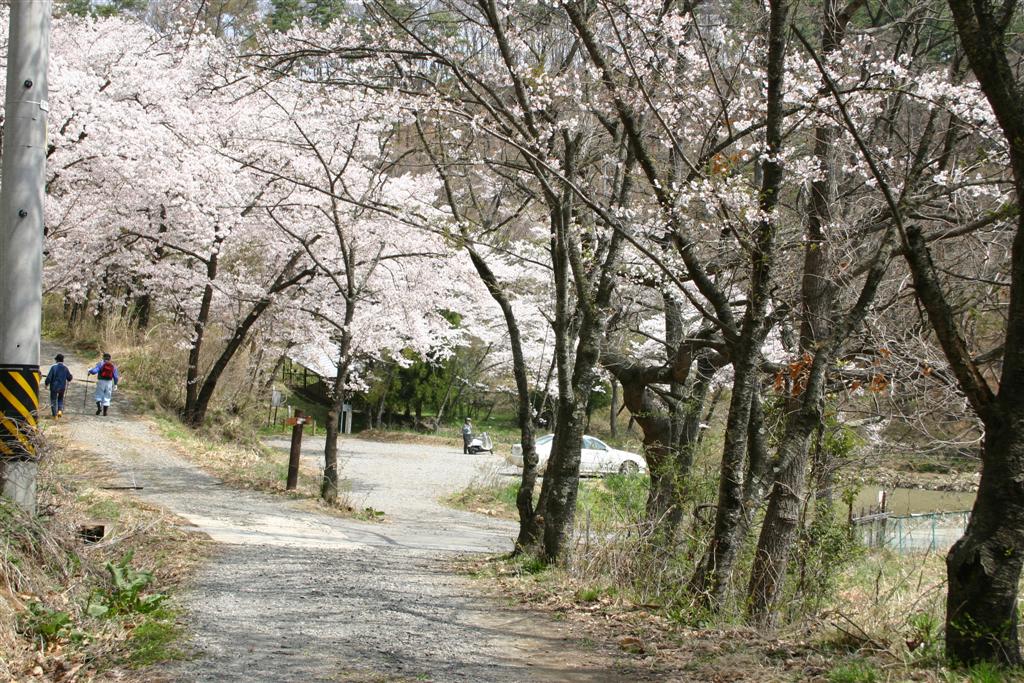 砂利の山道に沿って桜が綺麗に咲き誇り、道が二手に分かれ真っすぐ奥に行くと車とスクーターがとまっており、分かれた左手の坂を登山服を着た2人が歩いている写真