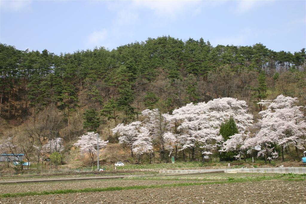 まだ何も植えられていない田んぼが手前に広がり、中央付近に淡い白色の花が咲いた桜の木とその奥に木々が生い茂っている風景写真