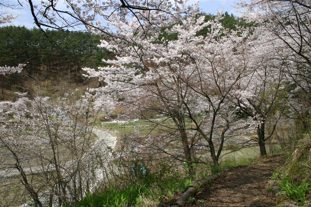 木々の間から遠くに見える田んぼと、その間を通る道路が見渡せる薄ピンク色のきれいな桜が咲く山道の写真