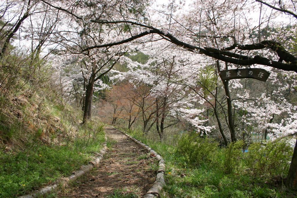 右側に桜の木の枝に吊るされた「歴史の径」と書かれた看板があり、中央に山道、その両端に綺麗に咲く桜の木が写っている写真