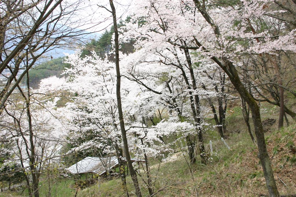 緑の草がまばらにはえた斜面に、細い枝を伸ばした桜の木が綺麗に花を咲かせている写真