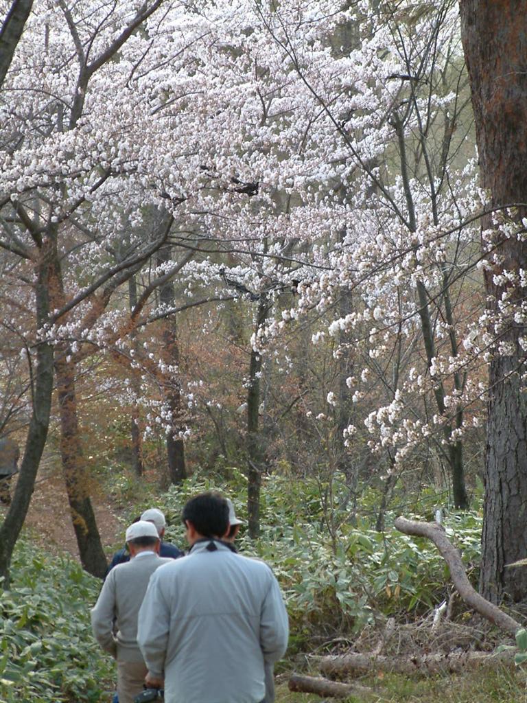 草木生い茂る中、一列になり奥へと歩く男性達の後ろ姿とその頭上で咲く薄ピンク色の桜の写真