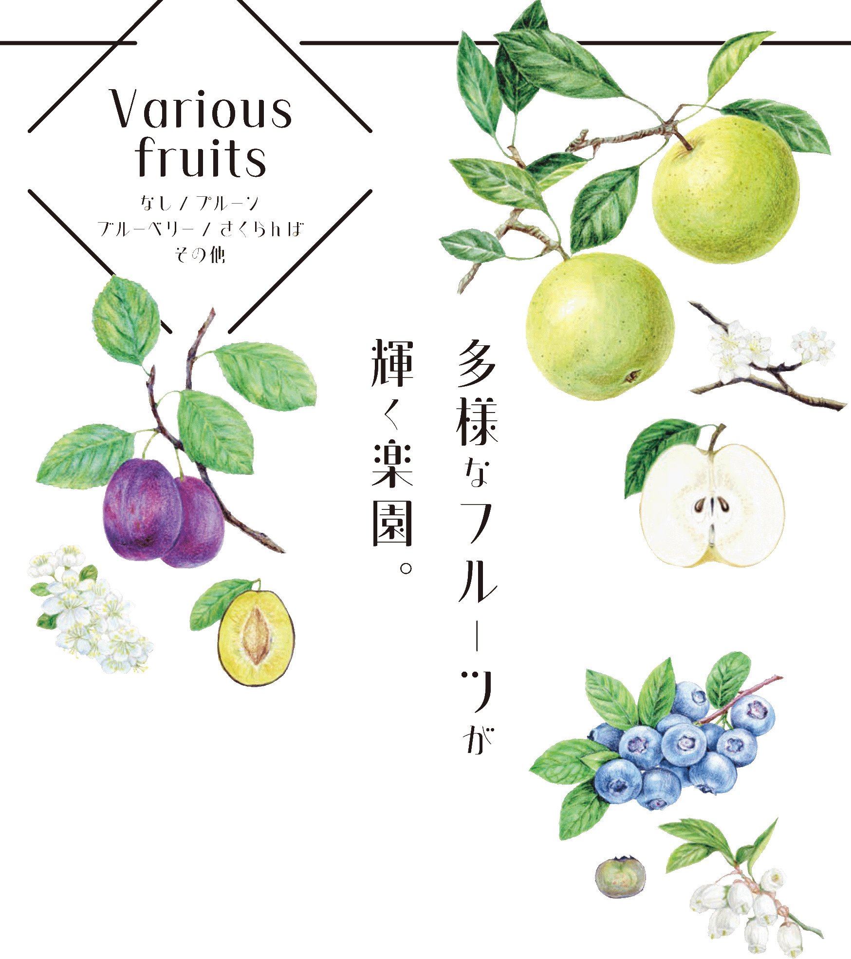 なし、プルーン、ブルーベリーなどのイラストとともに「多様なフルーツが輝く楽園」と書かれている