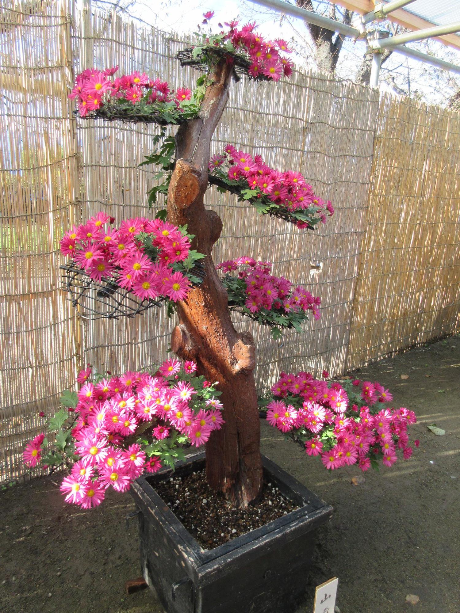 ピンク色の菊が桜の花のように咲いている「盆栽菊」という作品の写真