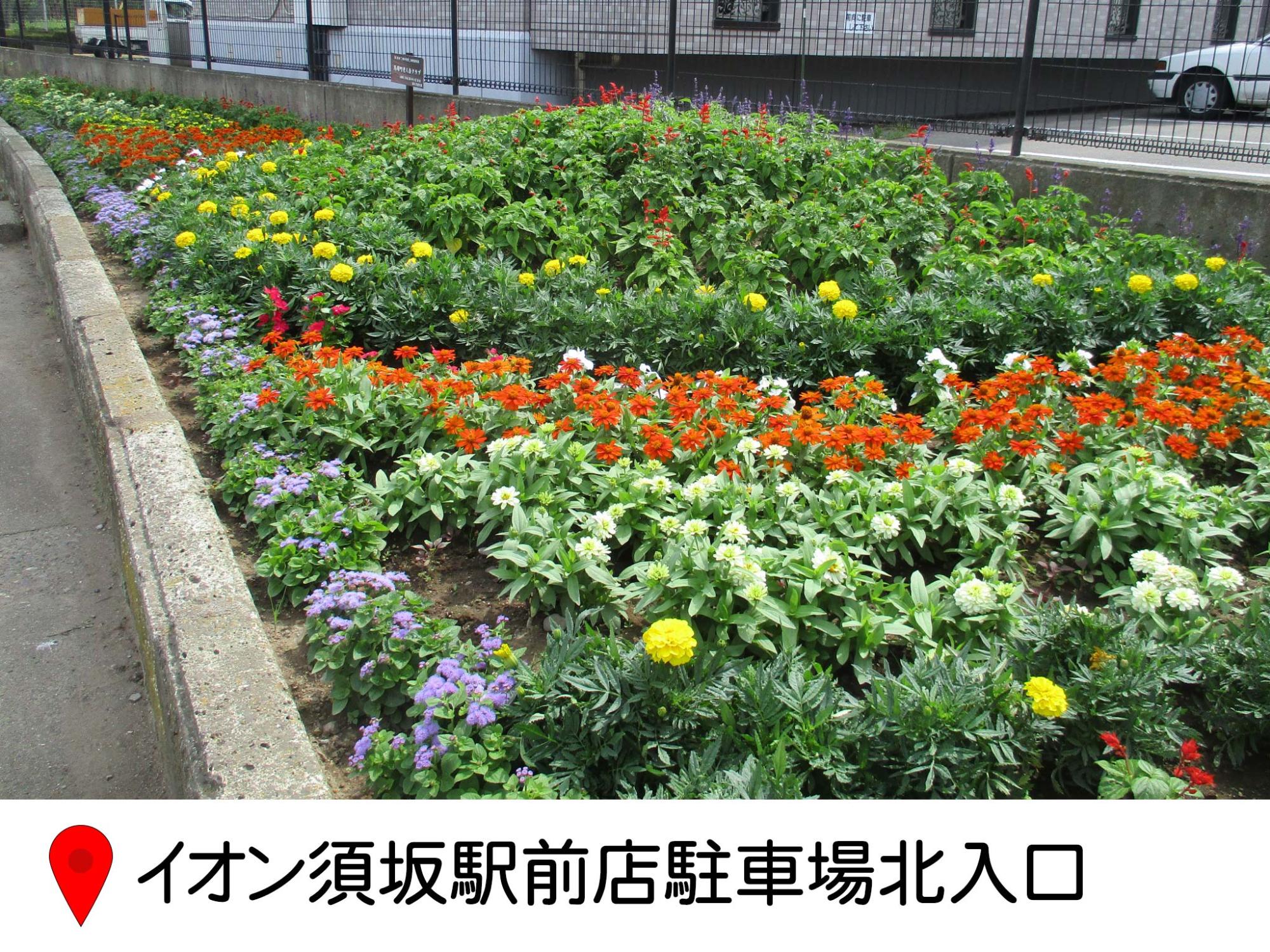 イオン須坂駅前店の北側駐車場の入り口の花壇。隣接するアパートに沿った細長い花壇に、イロトリドリの花が丁寧にデザインされて植えられている。