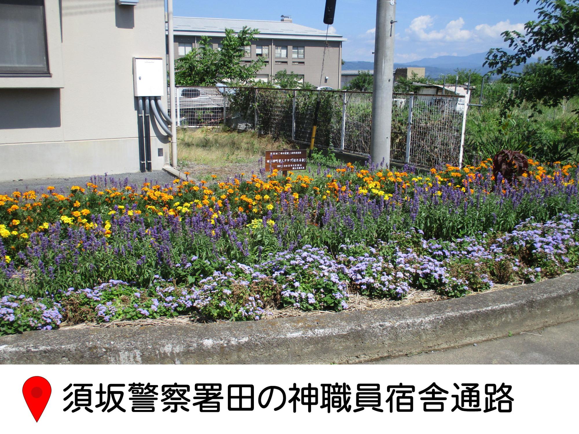 須坂警察署の横、職員宿舎通路に沿った細長い花壇に、紫を基調に、黄色、オレンジの花が並んでいる。