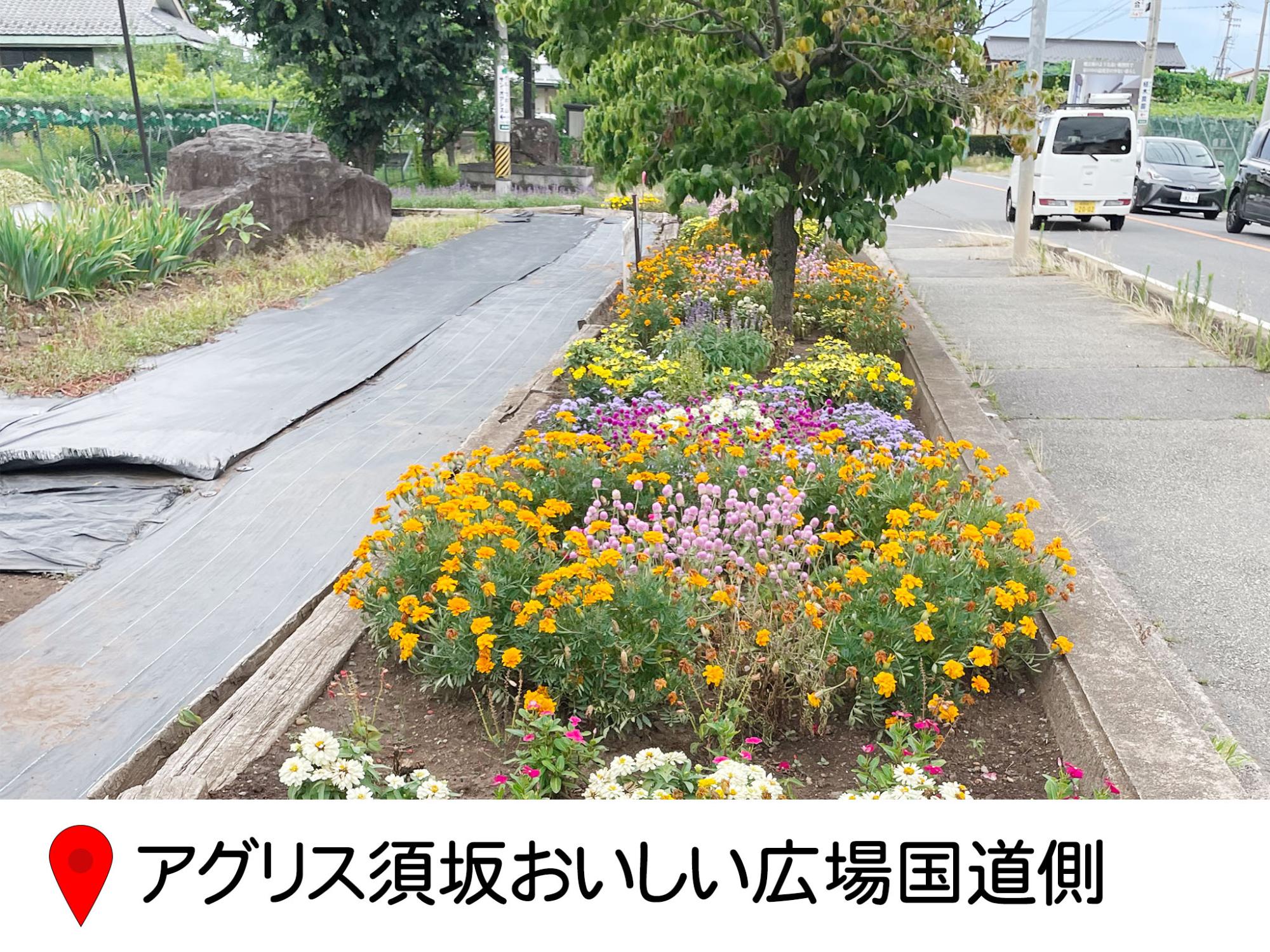 アグリスおいしい広場の横、国道に沿った歩道の横の花壇。黄色やピンク、赤など明るい色の花が並ぶ。
