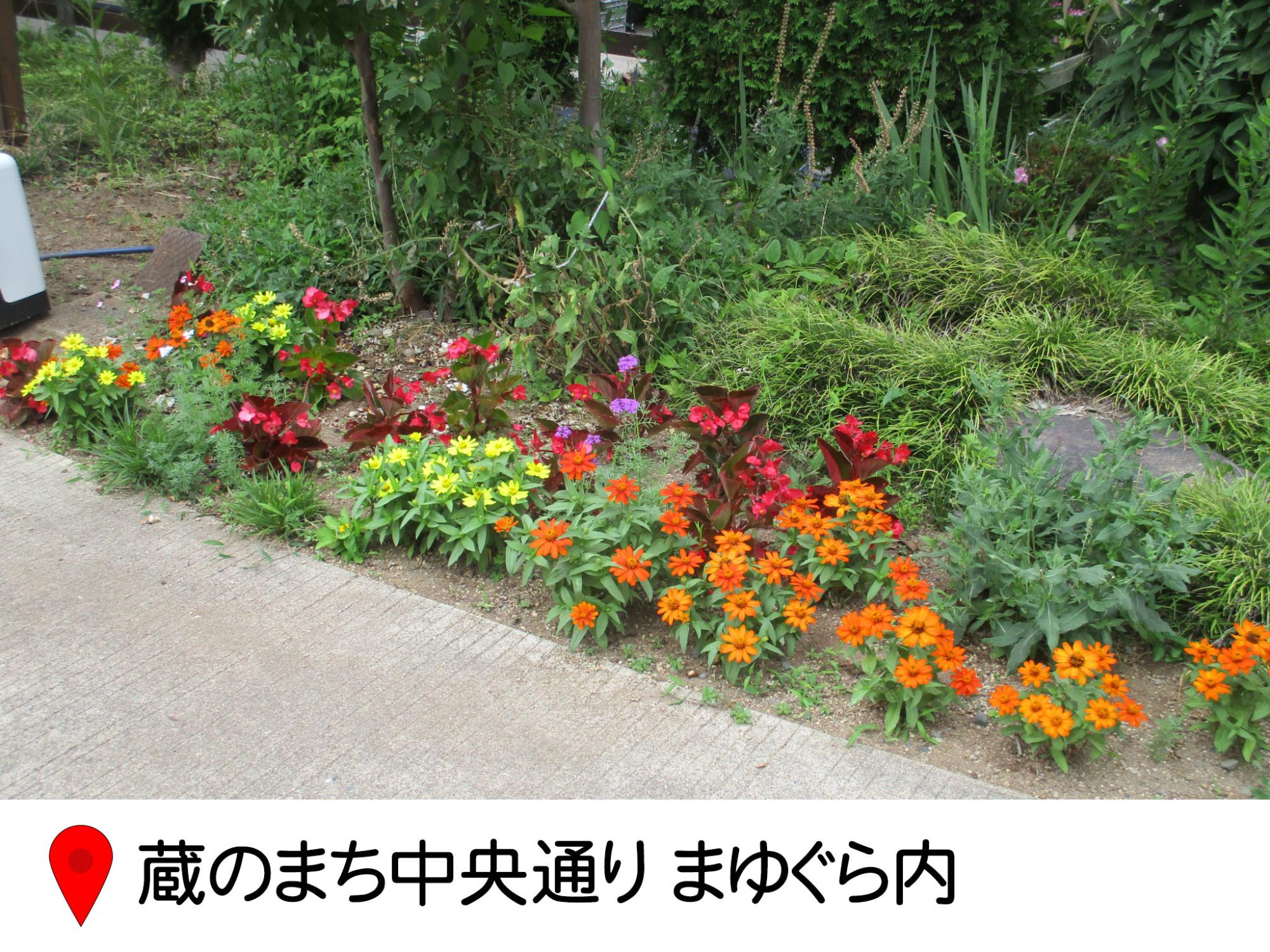 まゆぐらへの入り口、コンクリートで舗装された歩道と建物の間の土の部分に花が植えられている。