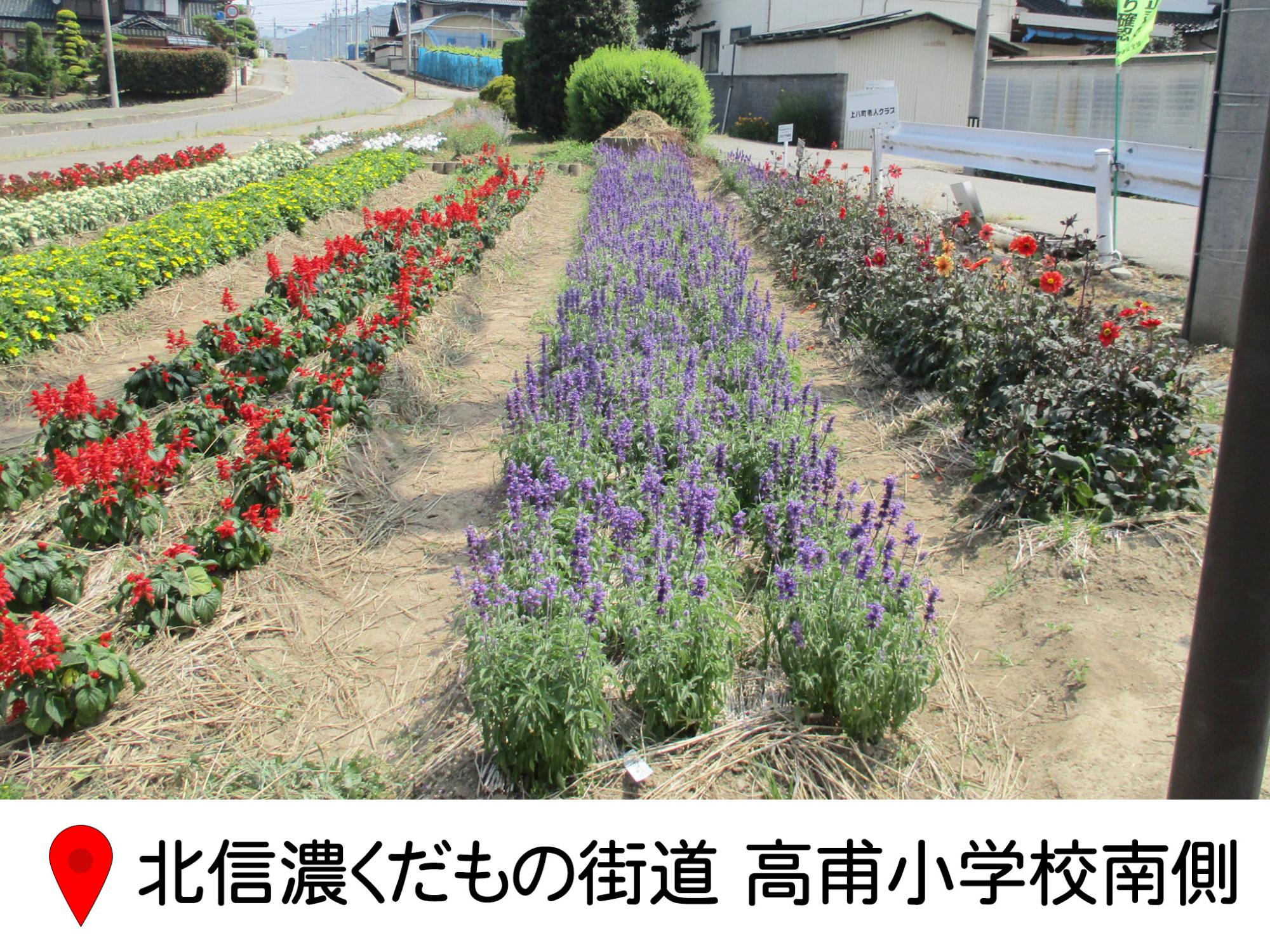 北信濃くだもの街道の、たかほ小学校の少し南へ行ったところ、道路わきの花壇。花ごとに畝をつくって植えてある。サルビア、ヒャクニチソウ、ムスカリなどが植えられいる。