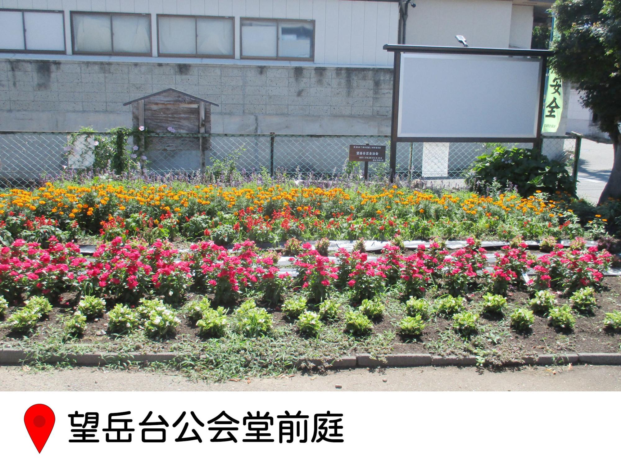 望岳台公会堂のの花壇。横長の花壇、手前に背の低い花、奥に向かって、白、濃いピンク、赤、オレンジ、と植えられており、背の低い種類から高いものになるように植えられている。