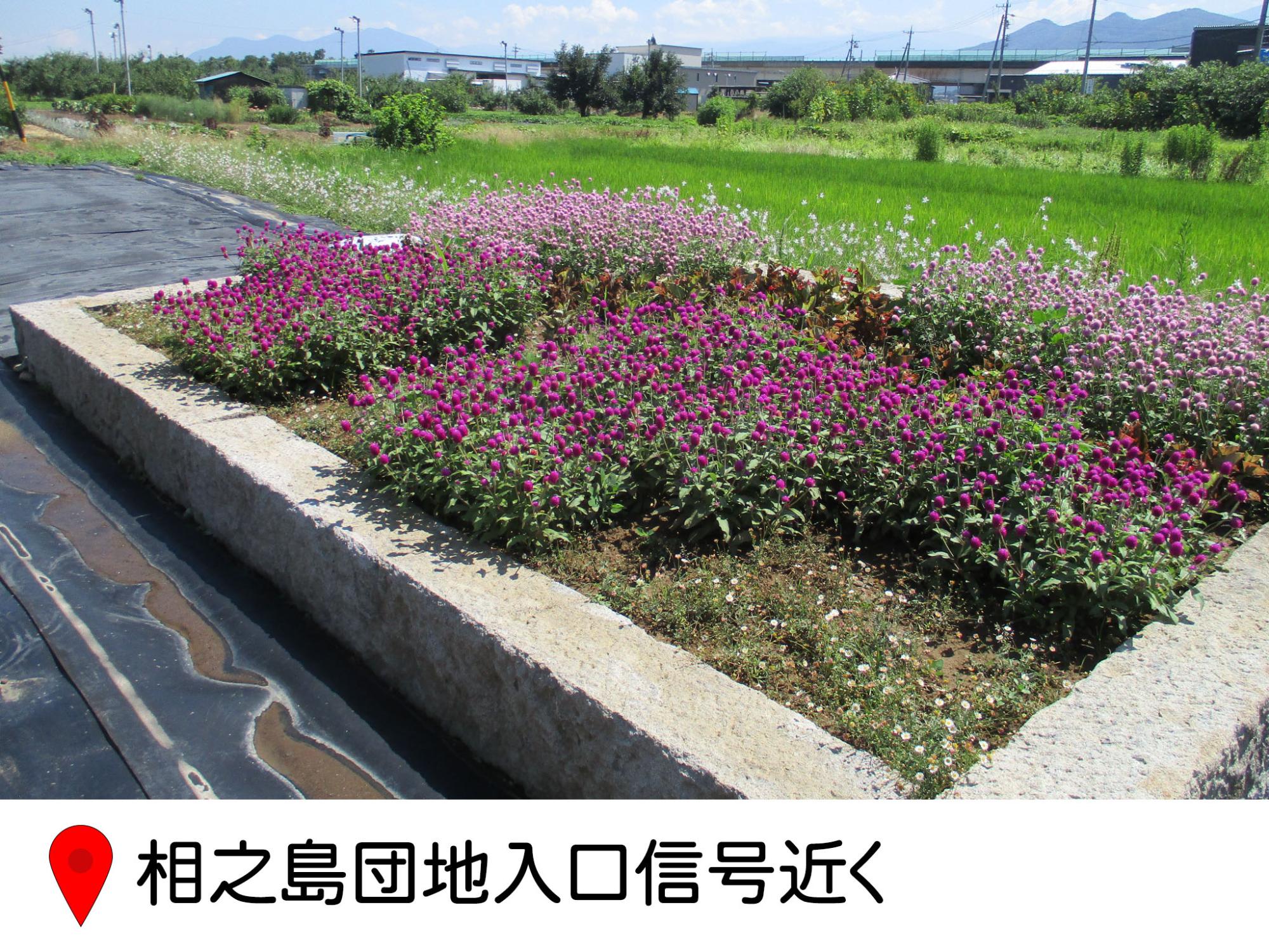 小布施停車場線のあいの島団地入口の信号近く。水田の横に、コンクリートで仕切られた四角形の花壇。紫の花とピンクの花が植えられている。