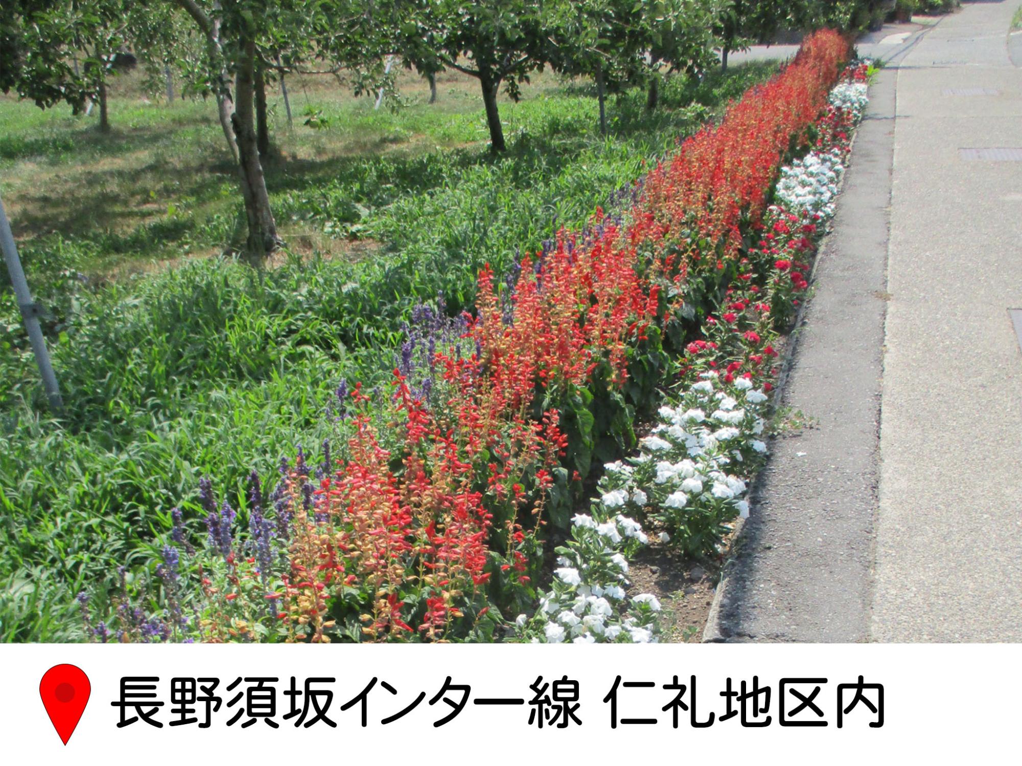 長野須坂インター線の、にれい地区の道路わき。歩道と畑の間の細長い区間に花を植えている。白と赤の花が並び、目につく。