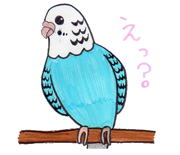 えっ？ 驚いているセキセイインコのイラスト