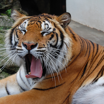 須坂動物園のベンガルトラ