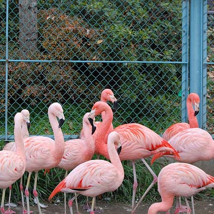 須坂動物園のチリーフラミンゴ