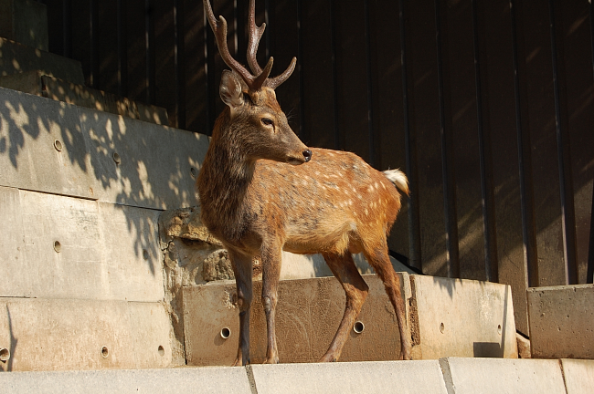 須坂動物園のニホンジカ