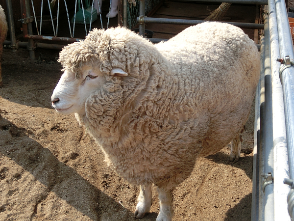 須坂動物園のヒツジ（コリデール）