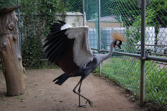 須坂動物園のホオジロカンムリヅル