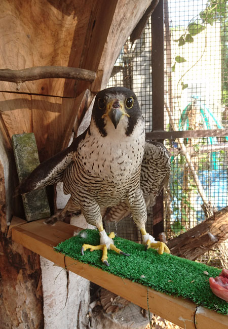 須坂動物園のハヤブサ