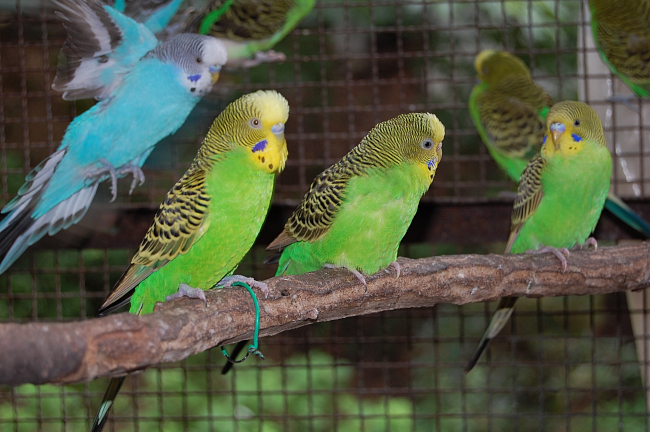 須坂動物園のセキセイインコ