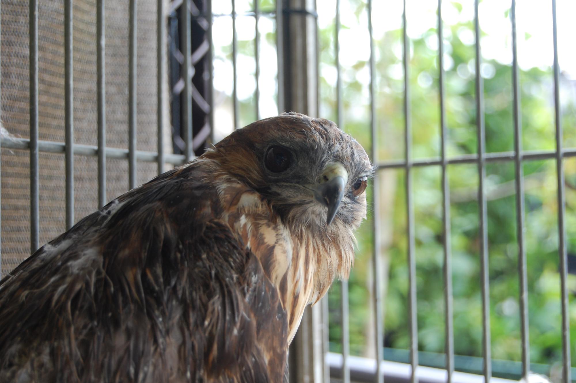 須坂動物園のノスリ