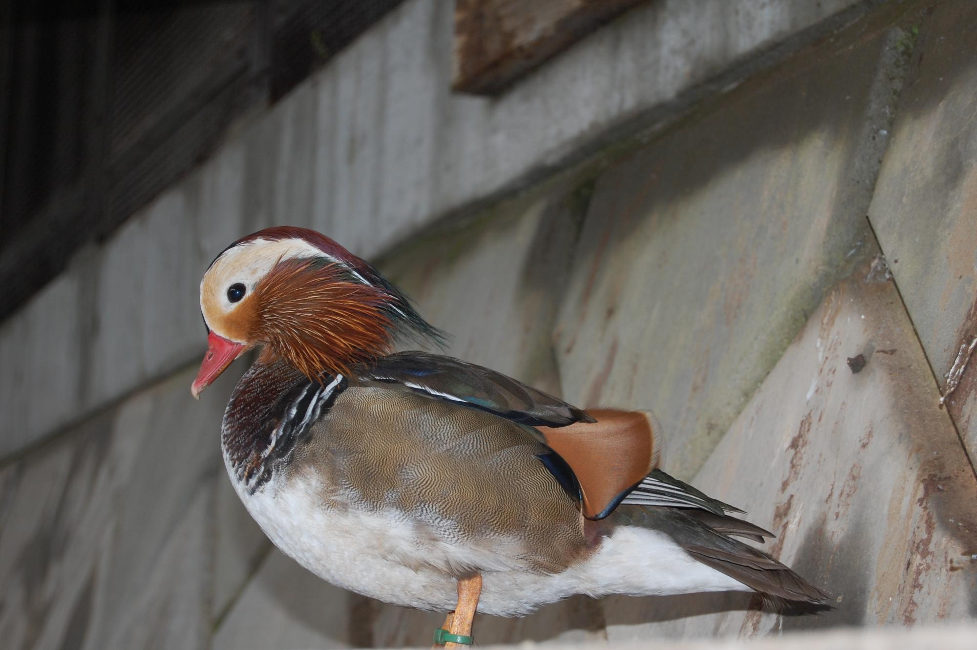 須坂動物園のオシドリ