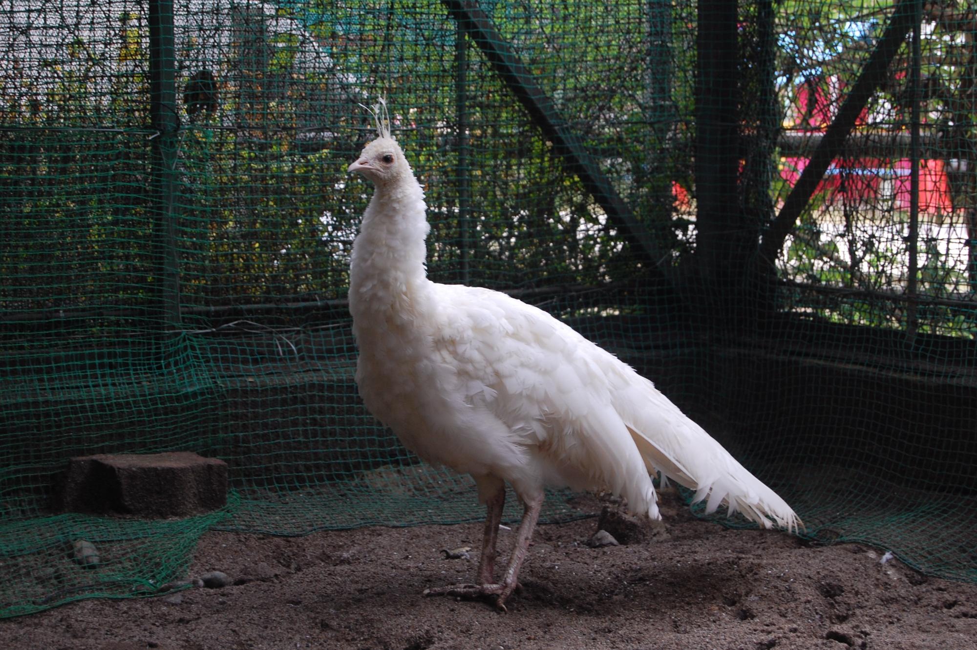 須坂動物園のシロクジャク