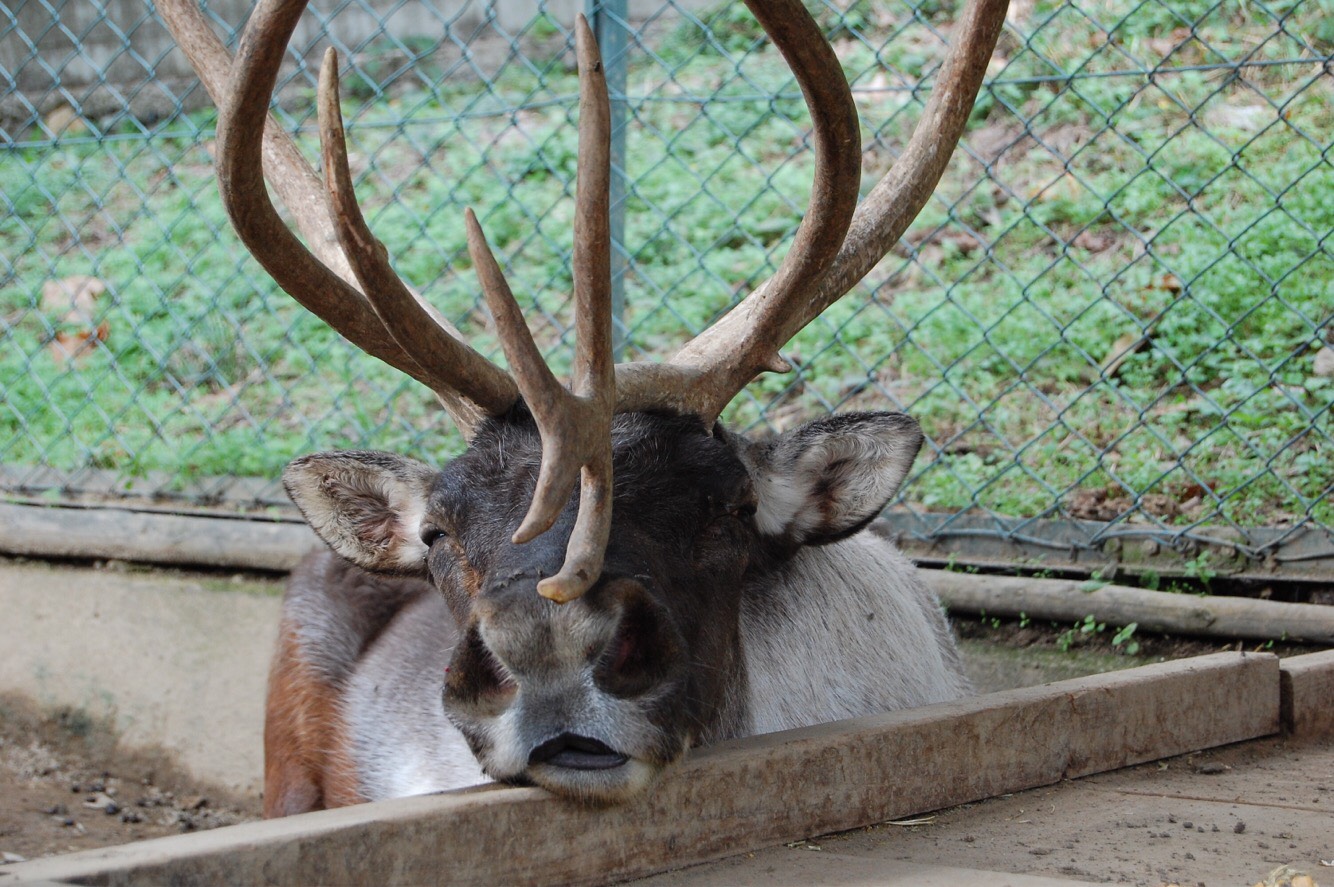 須坂動物園のトナカイ