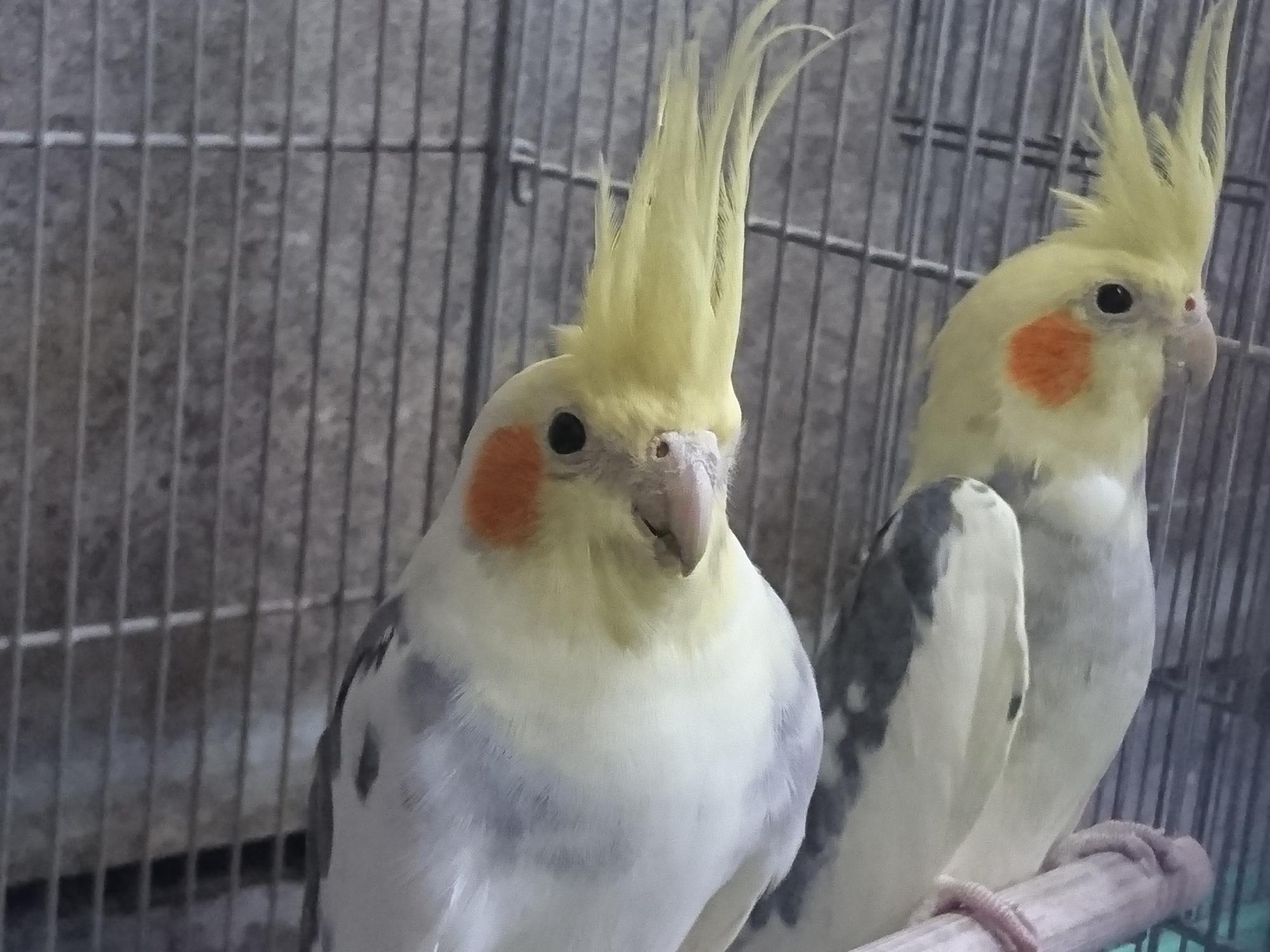 須坂動物園のオカメインコ