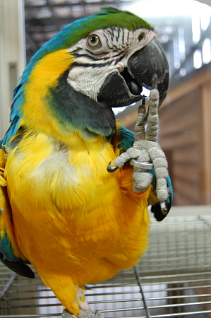 須坂動物園のルリコンゴウインコ