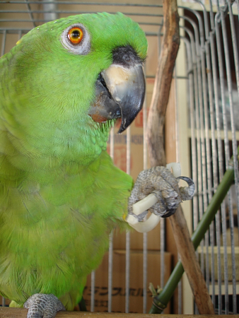 須坂動物園のキエリボウシインコ