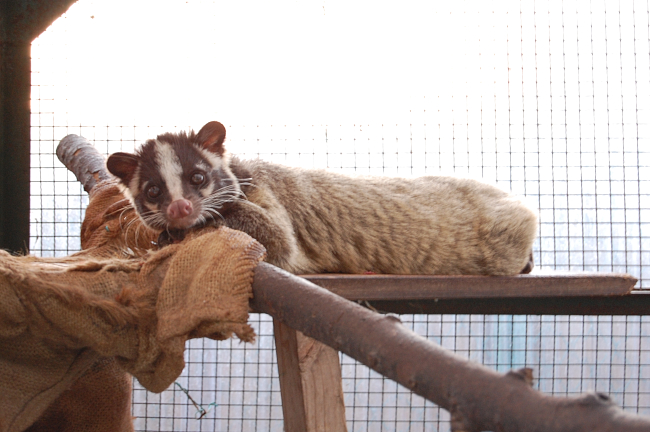 須坂動物園のハクビシン