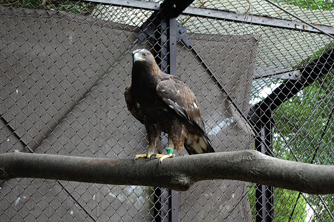 須坂動物園のニホンイヌワシ