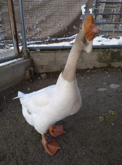 須坂動物園のガチョウ（シナガチョウ）