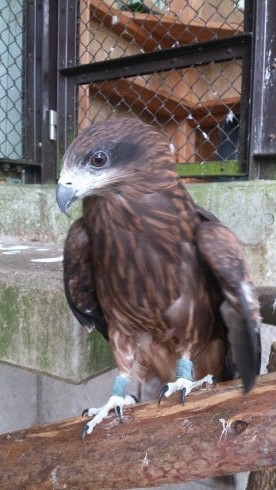 須坂動物園のトビ