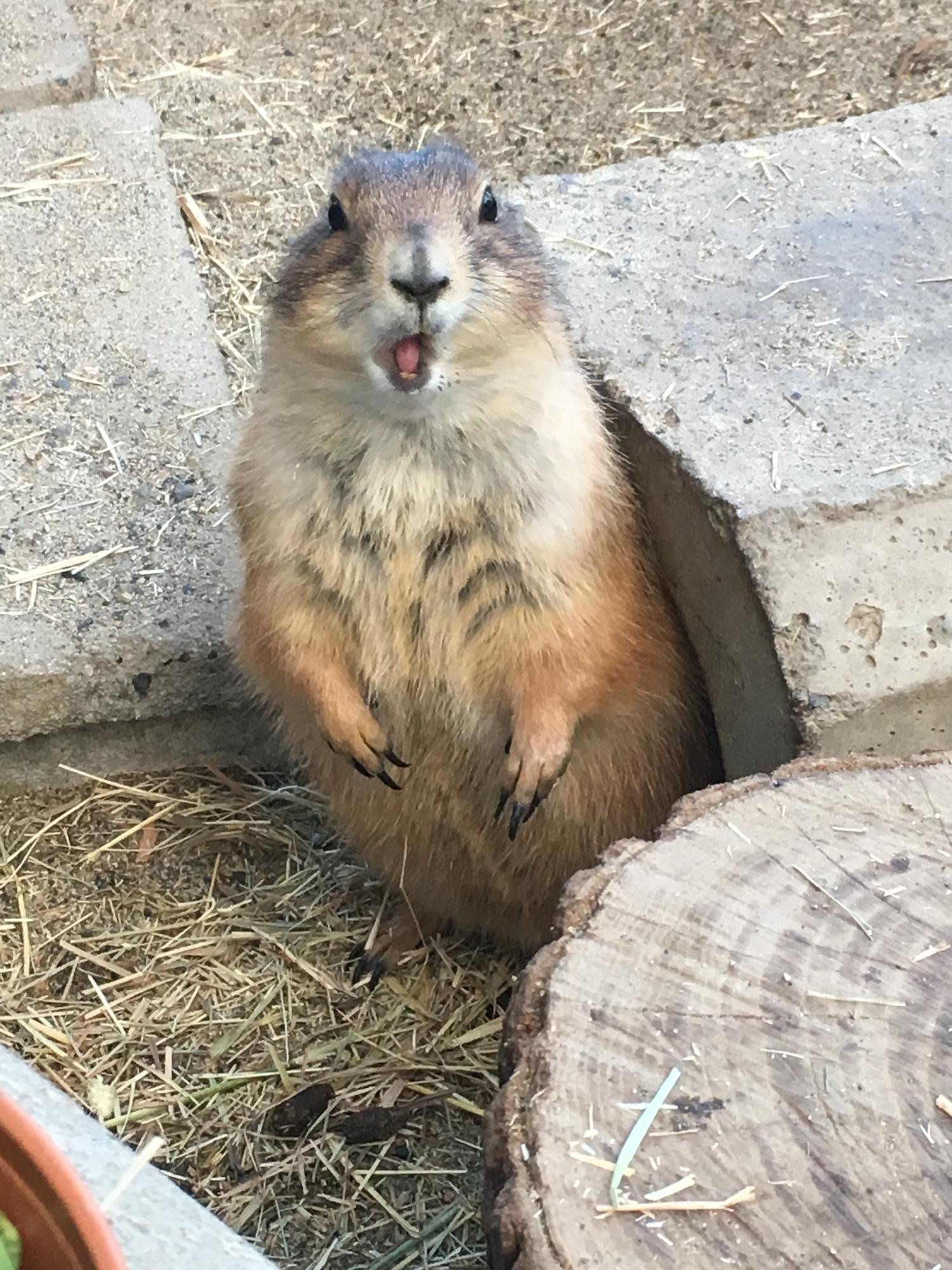 須坂市動物園のオグロプレーリードッグ