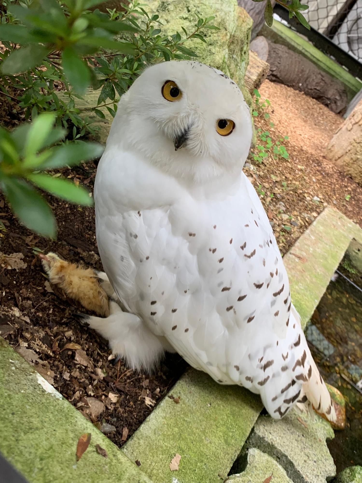 須坂動物園のシロフクロウ