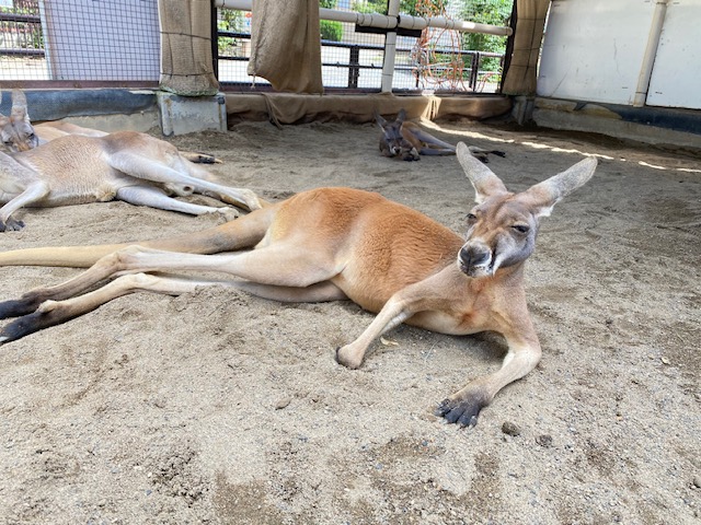 須坂市動物園のアカカンガルー