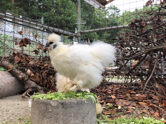 須坂動物園のシロウコッケイ