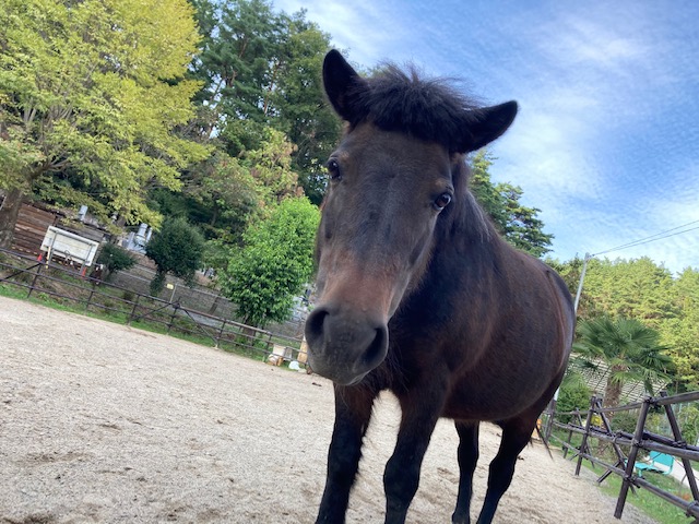 須坂市動物園のウマ