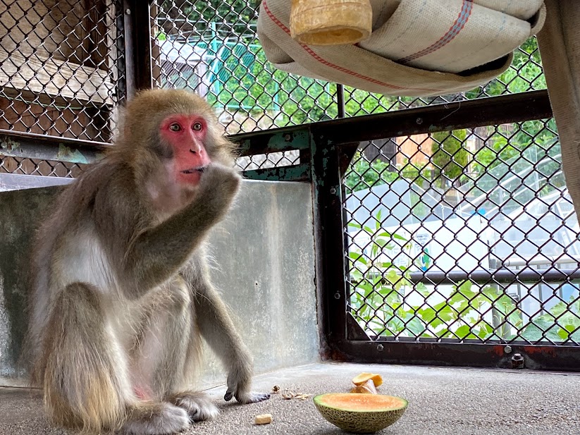 須坂動物園のニホンザル